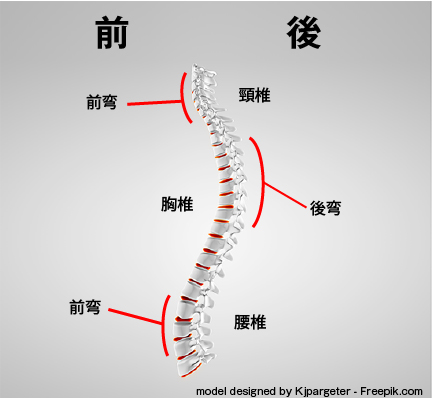 脊椎の構造