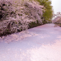 見る・知る・食べる!　お花見が楽しくなる桜の雑学