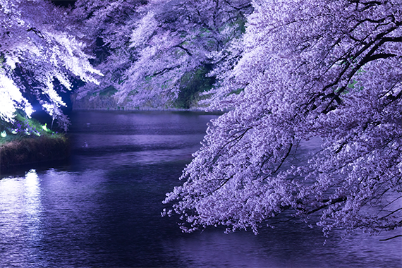 東京・千鳥ヶ淵の夜桜ライトアップ(photo by motionimaging/fotolia)