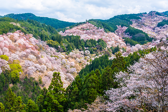 吉野山千本桜(photo by L.tom/fotolia)