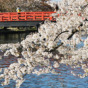 弘前城と桜